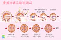 絕經(jīng)后試管妊娠如何支持黃體戳，醫(yī)生：掌握時(shí)間很重要