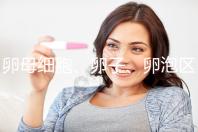 卵母細胞、卵子、卵泡區(qū)別大，備孕別再傻傻分不清