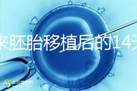 原來胚胎移植后的14天,這些信號(hào)預(yù)示著床成功