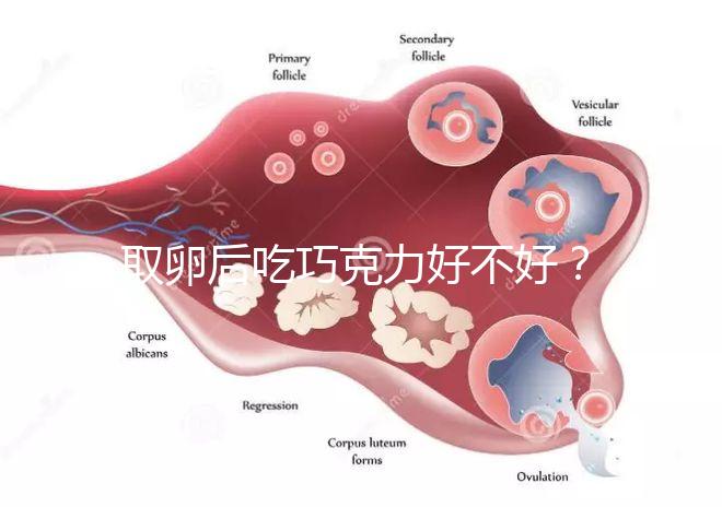 取卵后吃巧克力好不好？食用后的6大益處都在這