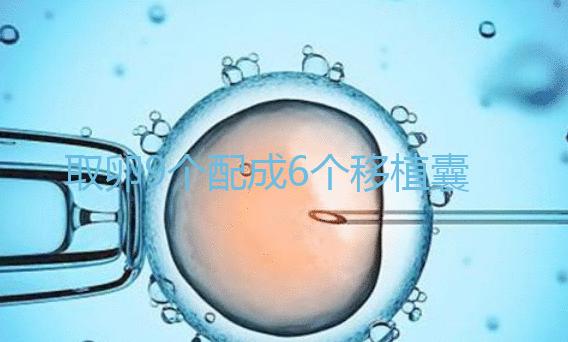 取卵9個配成6個移植囊胚成功率不高？專家：做三代試管夠了