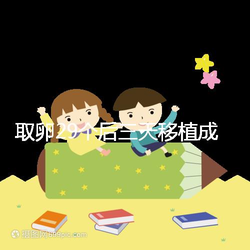 取卵29個后三天移植成功率真不高，養(yǎng)囊、冷凍才是正確選擇