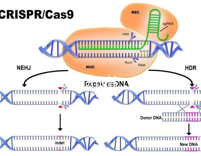 北醫三院做試管,自然周期鮮胚移植成功率是多少?