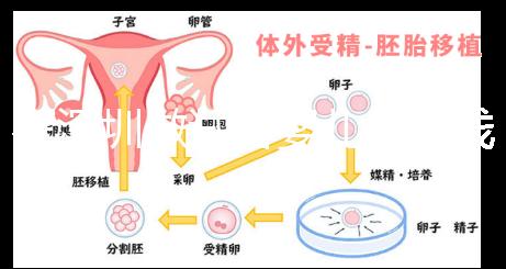 在深圳做試管嬰兒多少錢一次？各大醫院成功率及費用看這里