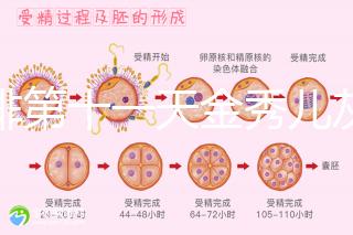 促排第十一天金秀兒灰印、白板均有希望，抽血hcg2懷孕懸