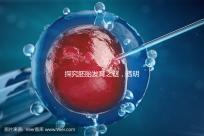 探究胚胎發(fā)育之謎，透明帶出現(xiàn)和消失時間有規(guī)律