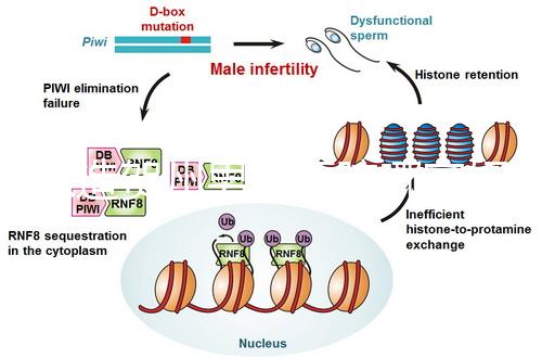 想造賀州男科醫院哪家好瞧，賀州市人民醫院登前3了解下