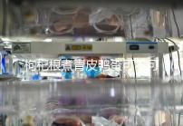 枸杞根煮青皮鴨蛋可不可以去胎毒看情況,32周吃作用不大