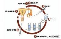 文昌哪里能做試管嬰兒？國內(nèi)做一次成功率有多高？
