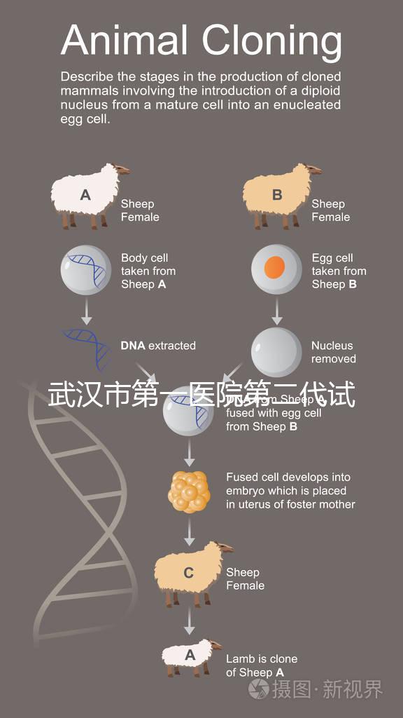 武漢市第一醫院第二代試管怎么樣？2024年助孕成功率數據公布