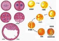 水痘疫苗兩針間隔多久有規定,第二針什么時候按年齡來算