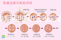 孕中期四維和三維彩超檢查區別真不小，看完便知誰更好