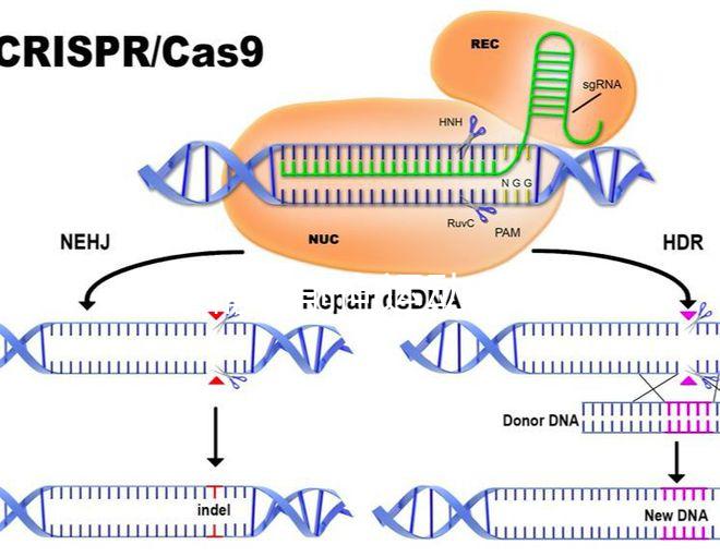 如果精子前向運(yùn)動率低于19,就不要看這個(gè)弱精子看完了嗎?