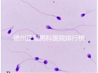 德州正規(guī)男科醫(yī)院排行榜分享!2024哪個最好一看便知