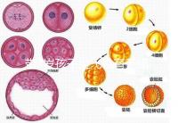 帶3歲孩子坐飛機有無綠色通道答案揭曉，提前申請免排隊