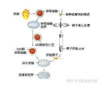 選對(duì)成功一半!來看看海南哪家醫(yī)院能做三代試管嬰兒
