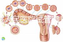 聊城人民醫院試管嬰兒成功率怎么樣，3大助孕案例告訴你答案
