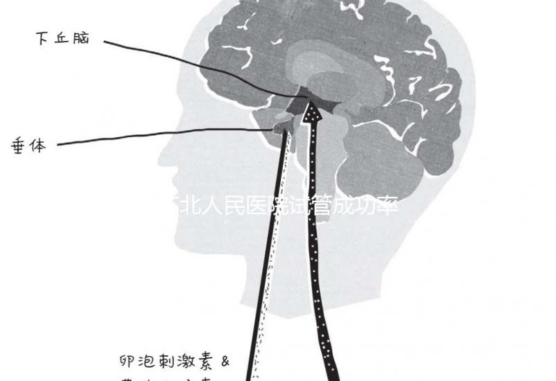 蘇北人民醫(yī)院試管成功率首次公開(kāi)！3大案例分享助孕體驗(yàn)