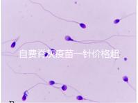 自費(fèi)脊灰疫苗一針價格超200!與免費(fèi)糖丸相比各有優(yōu)缺點