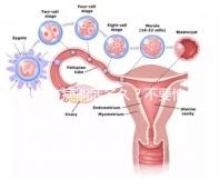 血友病能活多久？不要怕!注意這些同常人無異