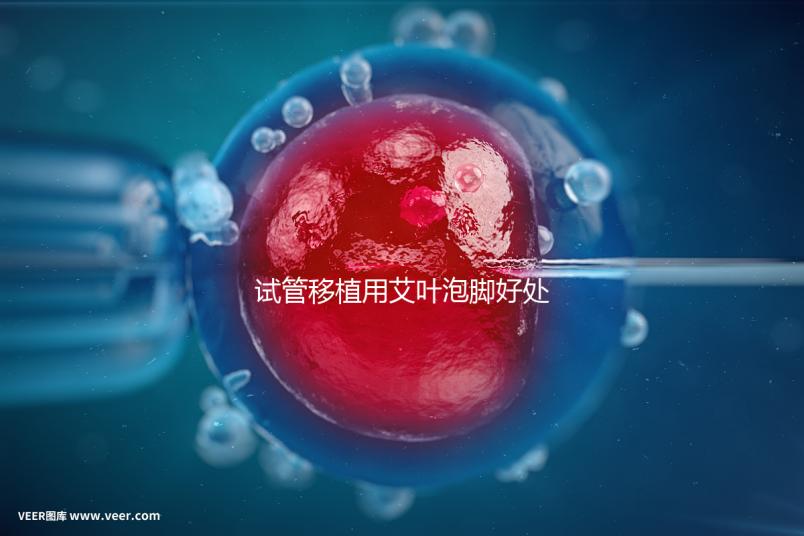 試管移植用艾葉泡腳好處多，幫助胚胎著床僅為其作用之一