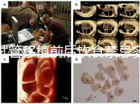 試管移植前后飲食禁忌多，十大不利于胚胎著床的水果別亂吃