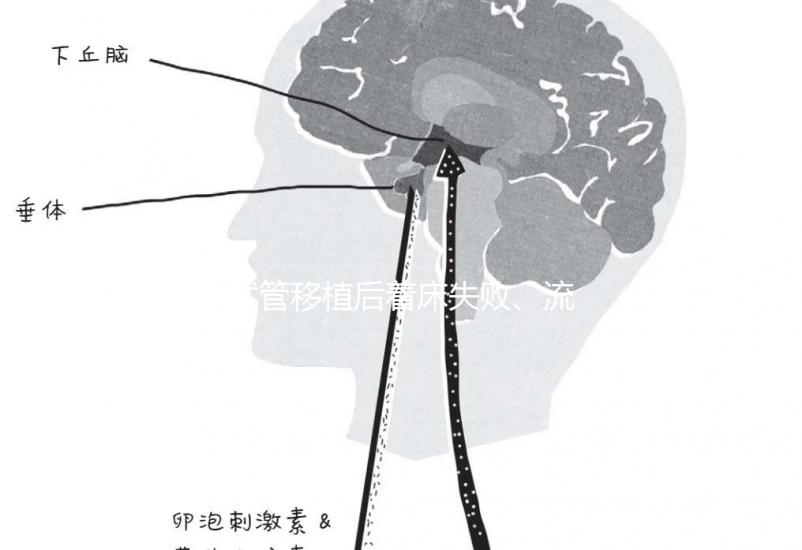 試管移植后著床失敗、流產(chǎn)?可能是“封閉抗體”出了問題