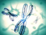 試管移植后21天能吃玉米嗎？孕婦多吃能減少便秘？