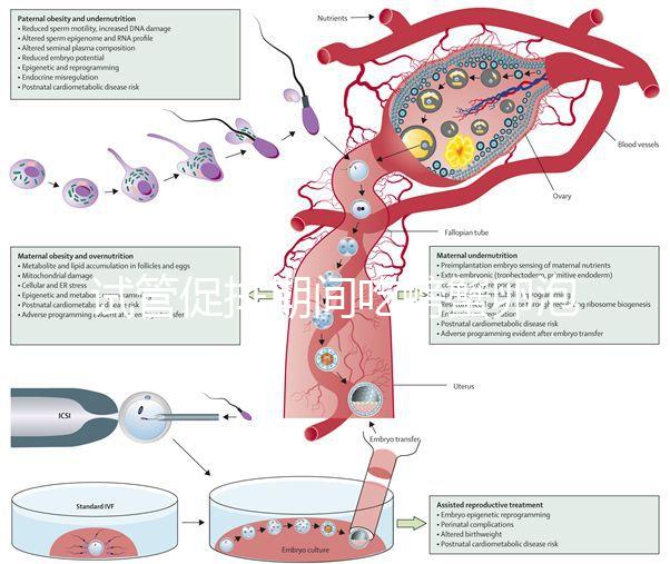 試管促排期間吃螃蟹卵泡不長了?食用后究竟會怎樣一看便知