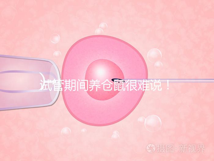 試管期間養倉鼠很難說！先了解對胎兒的影響再決定！