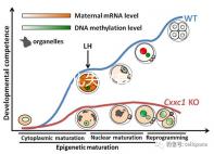 試管嬰兒失敗有黑幕？泰國杰特寧醫(yī)院騙局是謠言還是欺騙？