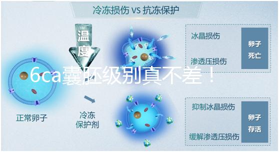 6ca囊胚級別真不差！嘗試移植才有機會,有信心才能“好孕”