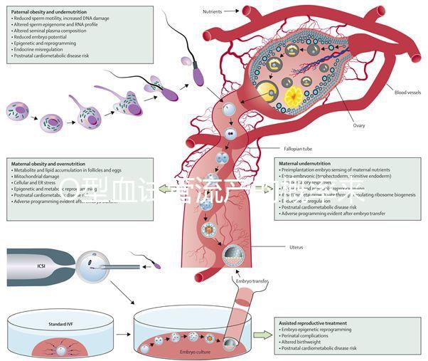 O型血試管流產的概率來了，不知道該怎么辦
