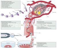 O型血試管流產的概率來了，不知道該怎么辦